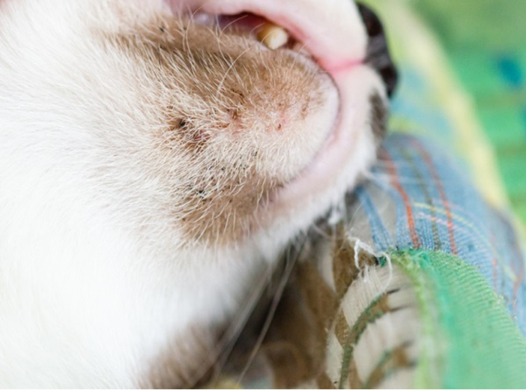 Acne felina