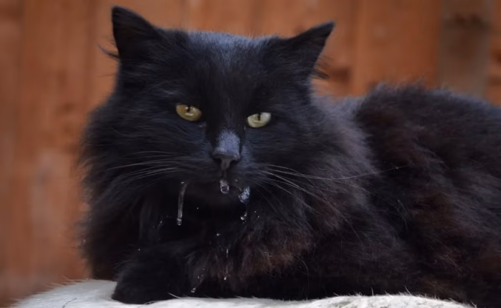 Gato babando muito